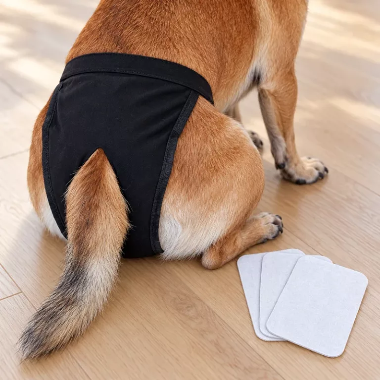 female dog nappies, dog period diapers, female dog diapers, washable dog diapers, dog diapers for heat